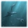 Dolphins 2