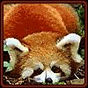 Red Panda