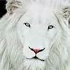 White Lion 1