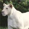 White Lion 2