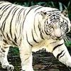 White Tiger 2